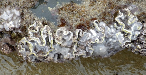Lithophyllum hibernicum
