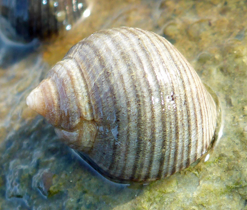 Bigorneau