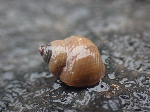 Littorine des rochers