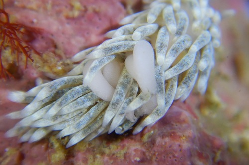 Lomanoticola brevipes