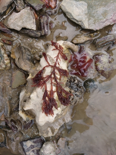 Lomentaria articulata