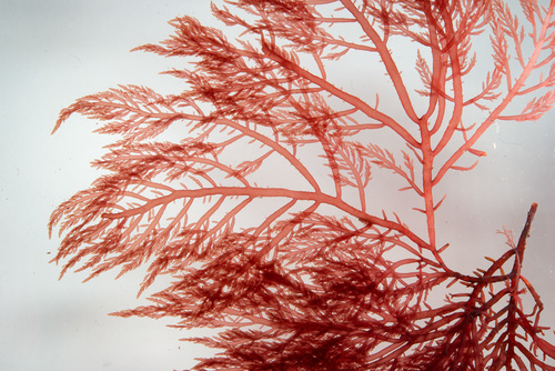 Lomentaria clavellosa