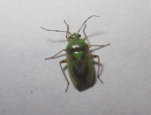 Lygus maritimus