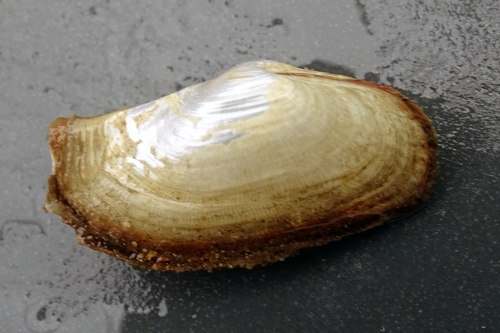 Lyonsia norwegica