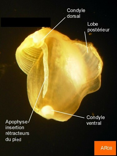 Lyrodus pedicellatus