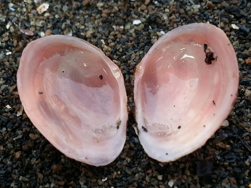 Telline de la Baltique