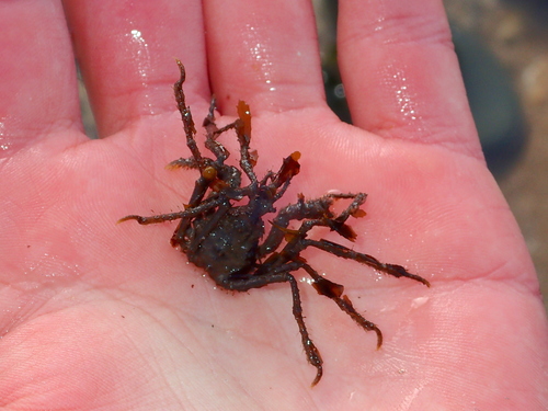 Macropodia deflexa