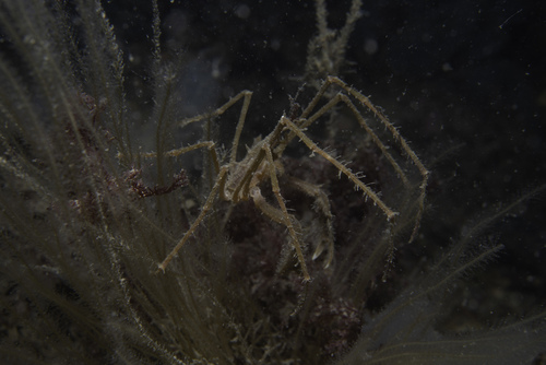 Macropodia rostrata