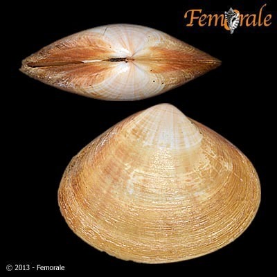 Mactra glauca