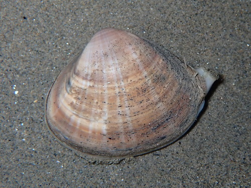 Mactre coralline