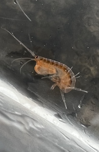 Maera grossimana