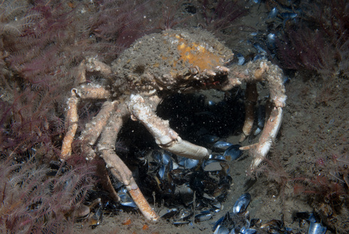 Araignée de mer