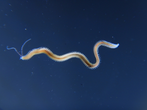 Malacoceros fuliginosus