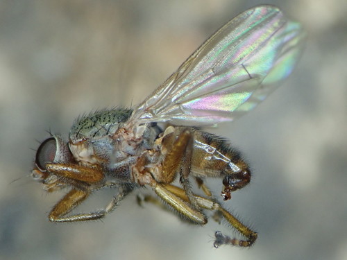 Malacomyia sciomyzina