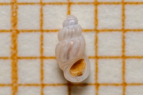 Manzonia crassa