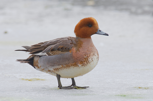 Canard siffleur