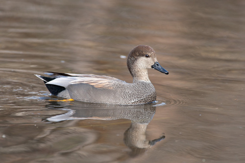 Canard chipeau