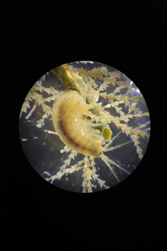 Marinogammarus obtusatus