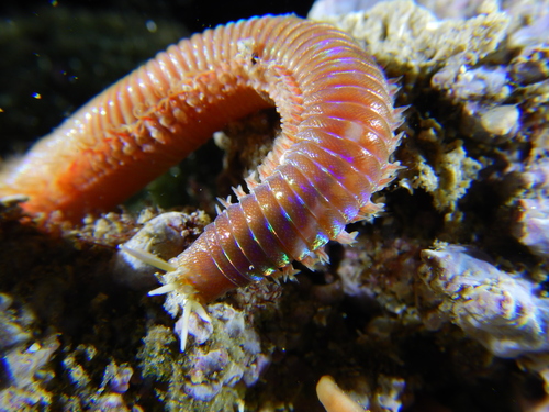 Marphysa sanguinea