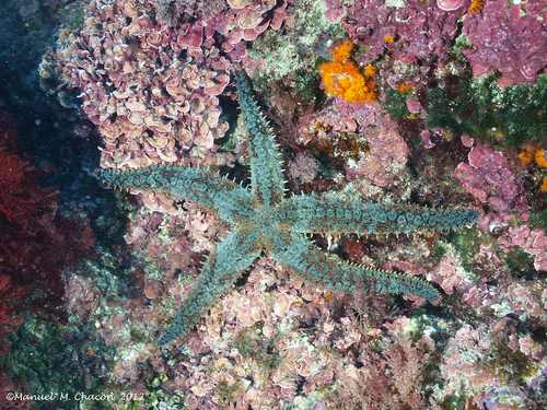 Marthasterias glacialis