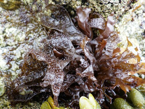 Mastocarpus stellatus