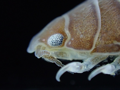 Anilocra frontalis