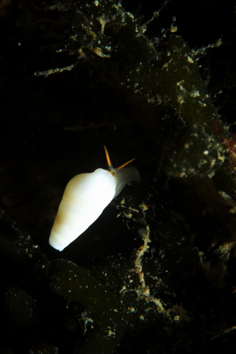 Melanella alba