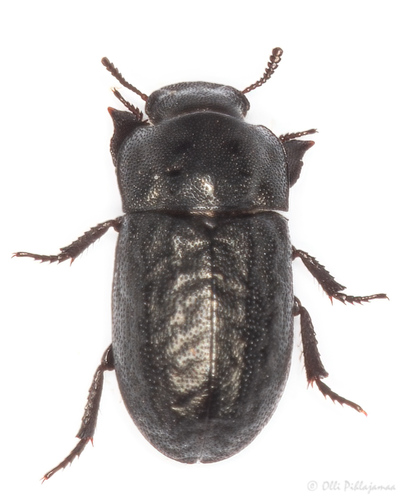 Melanimon tibiale