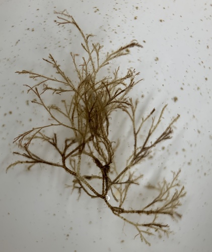 Melanothamnus harveyi