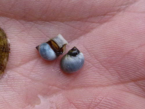 Littorine bleue