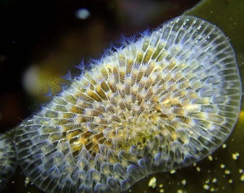 Membranipora membranacea