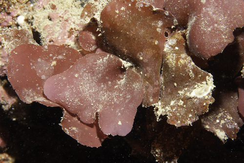 Meredithia microphylla