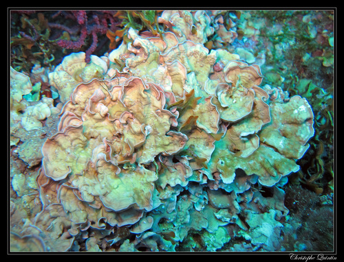 Mesophyllum lichenoides