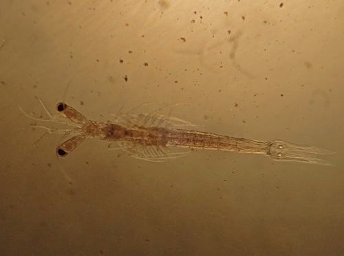 Mesopodopsis slabberi