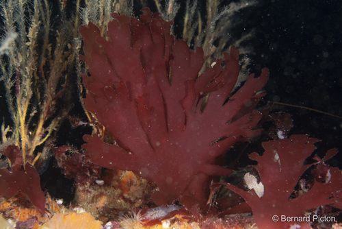 Metacallophyllis laciniata