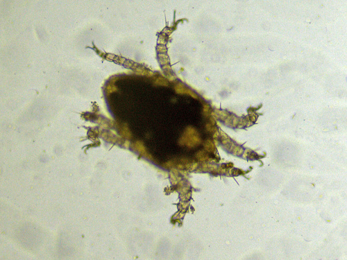 Metarhombognathus armatus