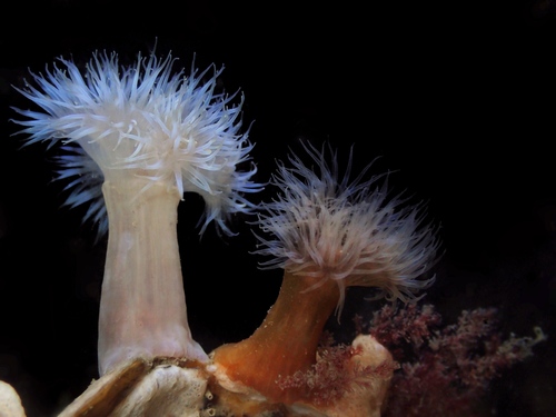 Oeillet de mer, Anémone plumeuse
