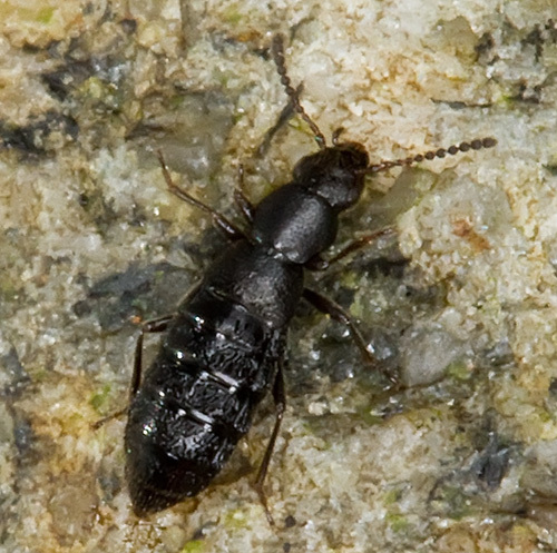 Micralymma marinum