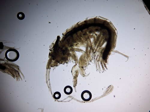 Microdeutopus chelifer