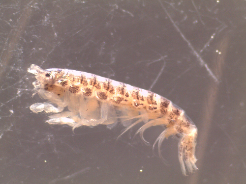Microdeutopus gryllotalpa