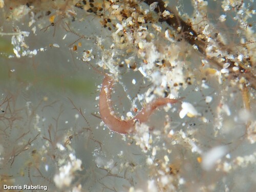 Micronereis variegata