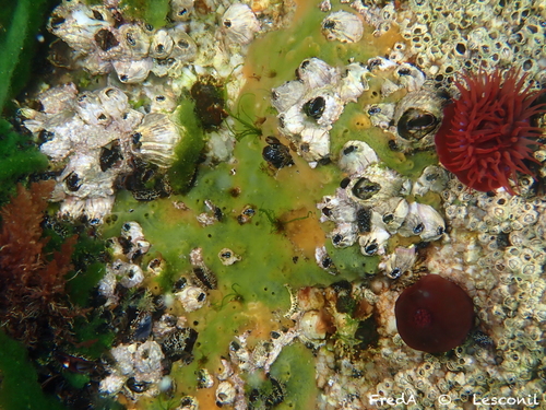 Microspora ficulinae