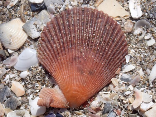 Mimachlamys varia