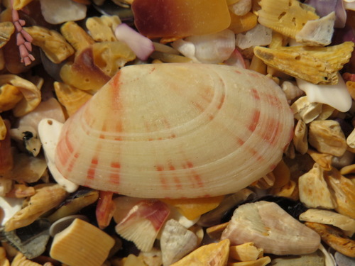 Moerella donacina