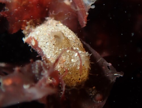 Molgula complanata