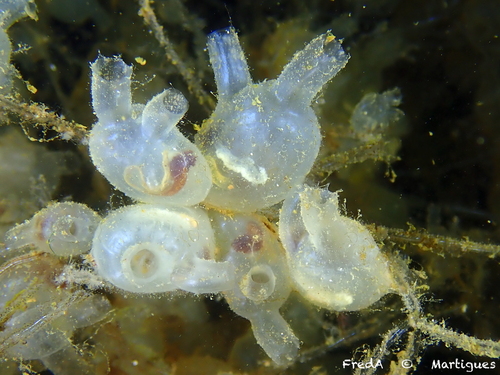 Molgula manhattensis