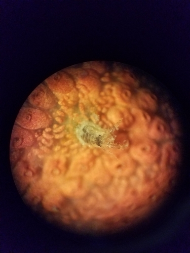 Monocorophium acherusicum
