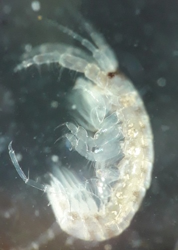 Monocorophium sextonae