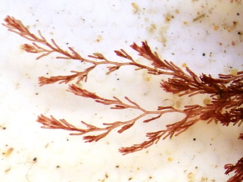 Monosporus pedicellatus