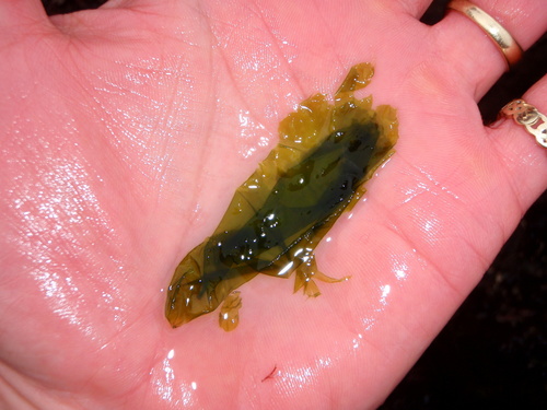 Monostroma grevillei